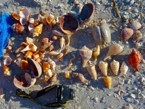 seashells head lamp light