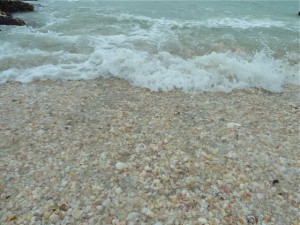 seashells in Captiva surf
