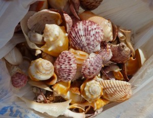seashells in bag