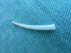 tusk shell on aqua tusk shell on aqua