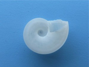 Beau's Vitrinella aperture