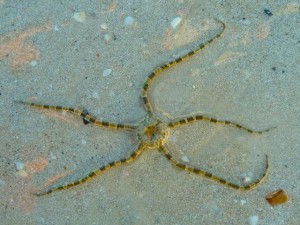 Brittle starfish