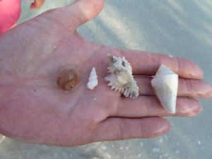 Carol Sanibel shells