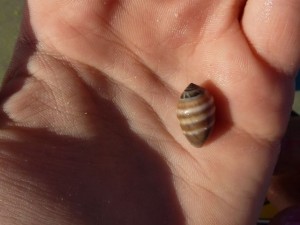 Coffee Melampus seashell Coffee Melampus seashell