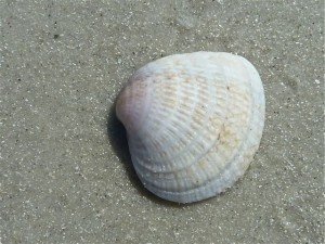 Cross Barred venus Seashell Cross Barred venus Seashell