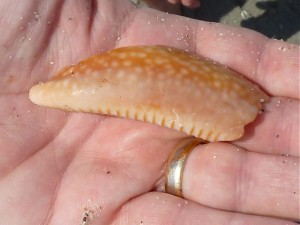 Deer Cowrie piece Deer Cowrie piece