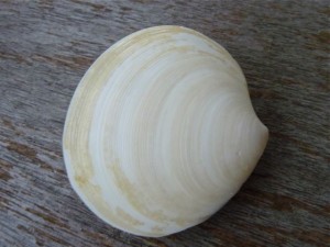Dosinia seashell