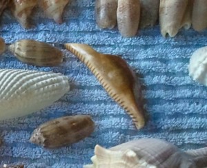 Donnie deer cowrie March 6 copy