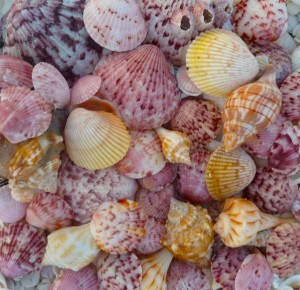 Easter Seashells