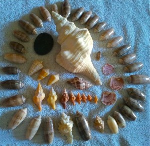 Horse conchs olives db