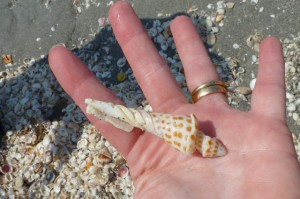 Junonia inside Junonia inside