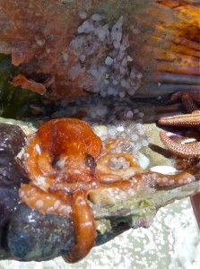 Live Octopus eggs hatching close Live Octopus eggs hatching close