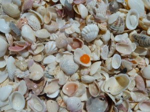 Orange scallop seashell Orange scallop seashell