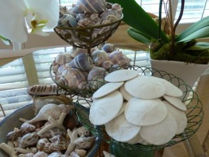 Sand Dollar display