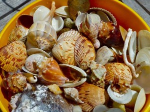 Sanibel seashells Sanibel seashells