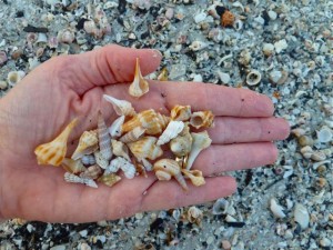 Seashell miniatures Seashell miniatures