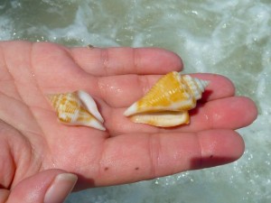 Seashells at Turner beach Sanibel Seashells at Turner beach Sanibel