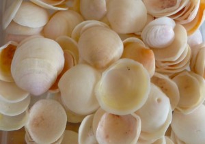 Semele seashell drawer closeup Semele seashell drawer closeup