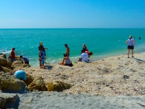Shell pile April Captiva Shell pile April Captiva