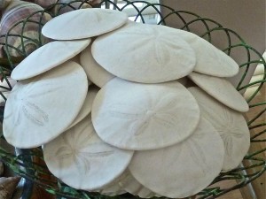 West coast Sand Dollars