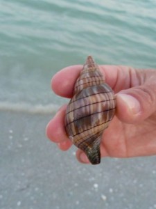 banded tulip Sanibel shell