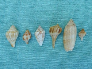 mini Sanibel Six mini Sanibel Six