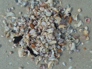miniature seashell pile virtual shelling miniature seashell pile virtual shelling