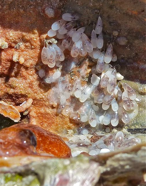 An Octopus Hatching Babies Video i Love Shelling