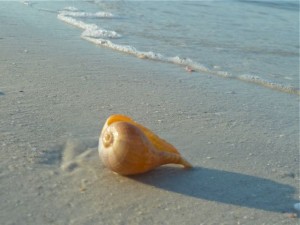 paper fig seashell beach