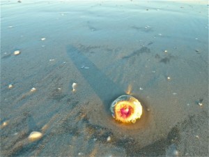 pink sea anemone