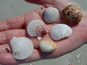 scallops, cross barred venus baby ear cockle scallops, cross barred venus baby ear cockle