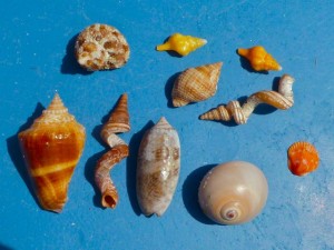 seashells by Karen seashells by Karen