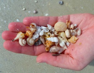 seashells handful seashells handful