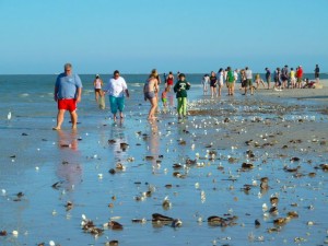 shelling for clams on the beach