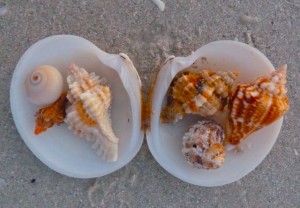 Shells inside a dosinia