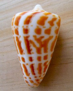 yankee cone
