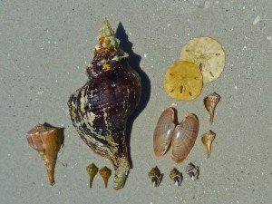 14" conch whelks, sand dollars 14" conch whelks, sand dollars