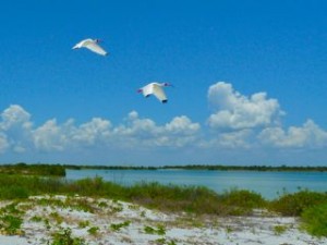 2 Ibis fly North Captiva 2 Ibis fly North Captiva