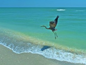 Blue Heron flight