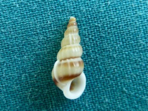 Brown banded wentletrap aperture Brown banded wentletrap aperture