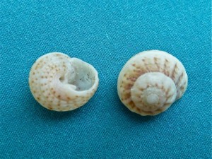 Button shell Button shell