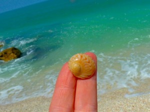 Colorful moon shell aqua