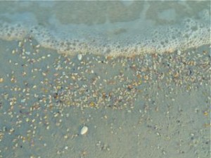 Coquinas in the sand