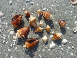 Fighting conchs Fighting conchs