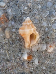 Gulf Oyster Drill Aperture