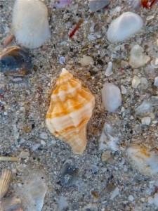 Gulf Oyster Drill