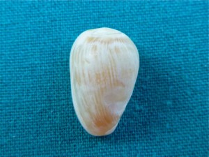 Marginella Marginella