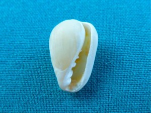 Marginella Aperture Marginella Aperture