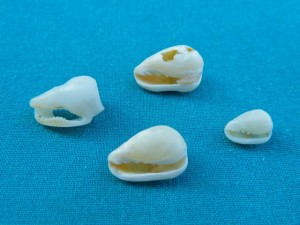 Marginella dove aperture Marginella dove aperture