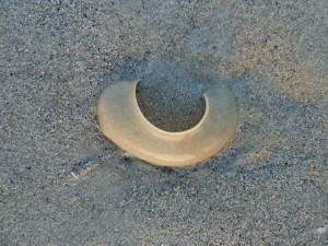 Moon snail egg collar Moon snail egg collar